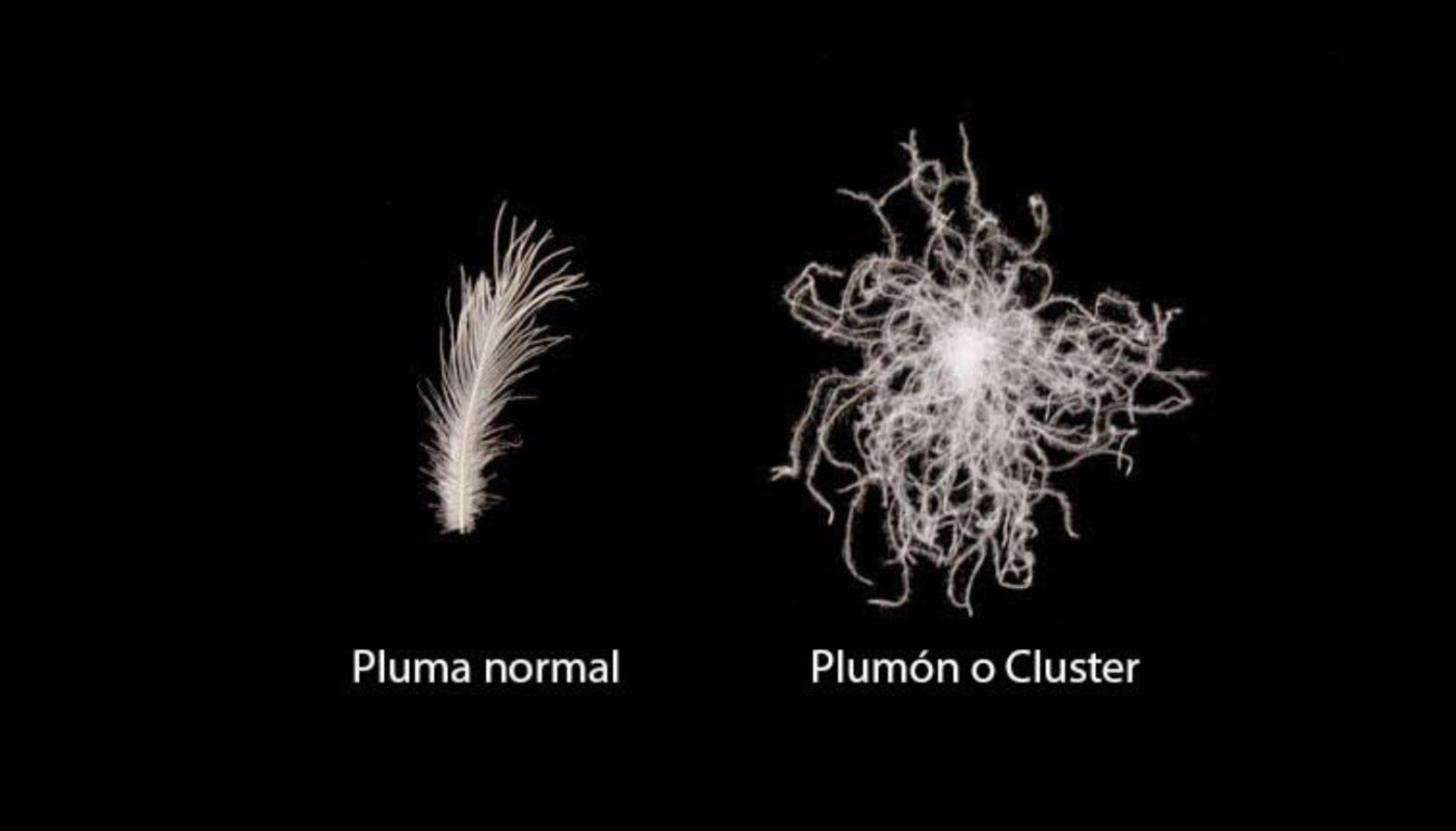 Pluma normal y Plumón o cluster