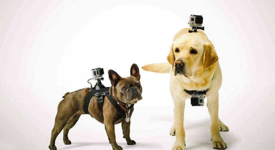  - GoPro Fetch Dog Harness